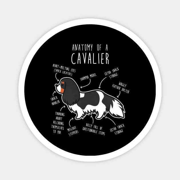 Tri-Color Cavalier King Charles Spaniel Dog Anatomy Magnet by Psitta